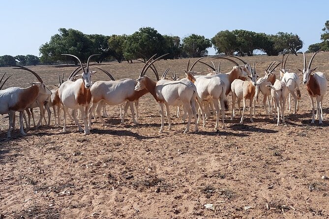 Souss Massa National Park Half Day Trip From Agadir - Additional Tour Details