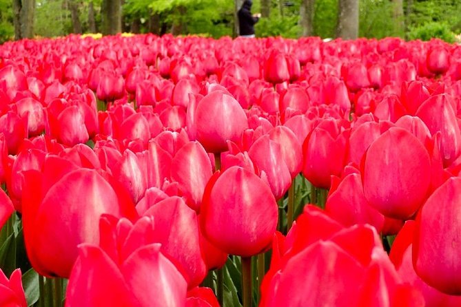 Springtime Private Tour to Keukenhof, Tulip Fields and Windmills - Tour Itinerary