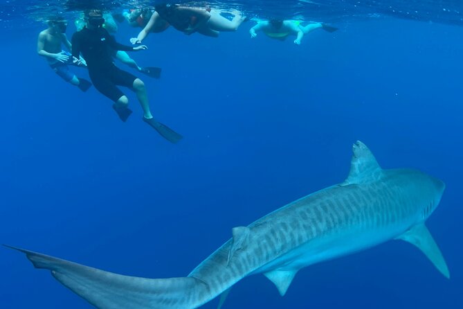 Swim With Sharks (Cage-Free) - Preparing for the Adventure