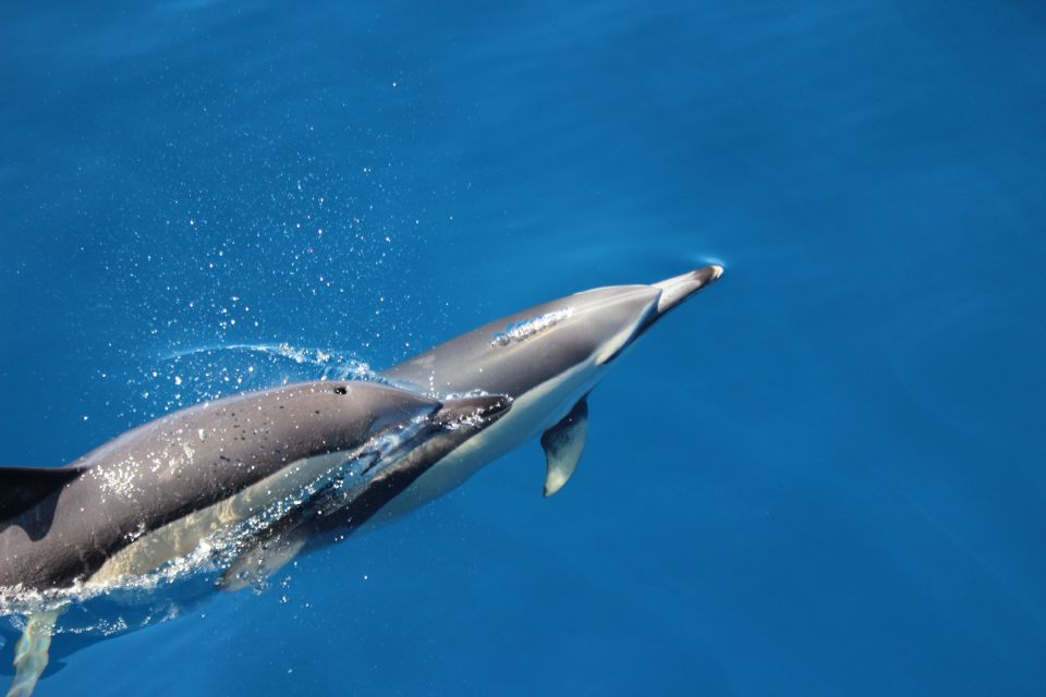 Swimming With Dolphins in Terceira Island - Equipment and Approach