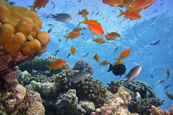 Tiran Island Full Day Snorkeling Sea Trip & Intro Dive 15 Min - Sharm El Sheikh - Transportation and Accessibility