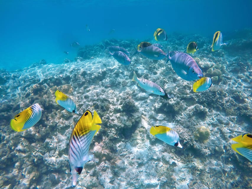 Tokashiki 1 Day Snorkeling Review - Participant Restrictions