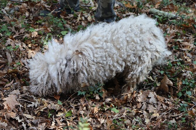 Truffle Hunting & Tasting in San Miniato Tuscany With Dogs - Cancellation Policy and Refunds