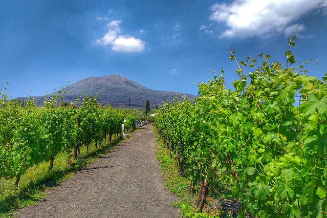 Vesuvius & Vineyard Select From Sorrento - Winery Experience and Lunch