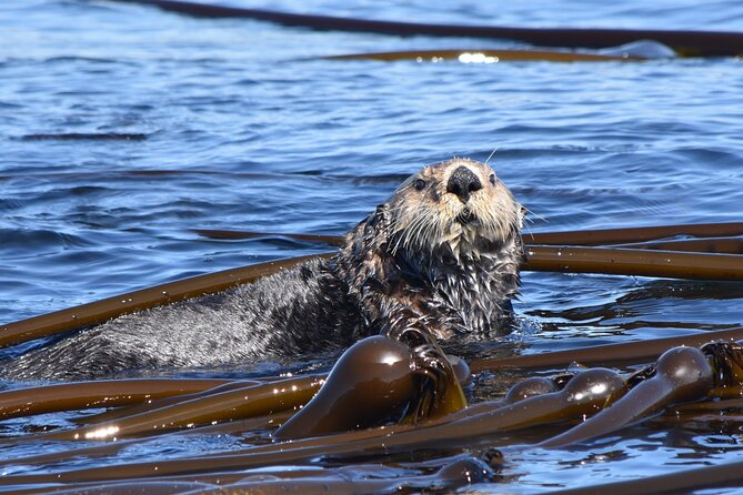 Victoria Whale Watch Tour - Customer Reviews and Ratings