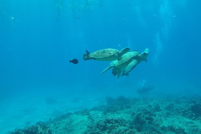 Waikiki Turtle Snorkel Tour - Small Group (6 Passengers or Less) - Customer Feedback and Ratings