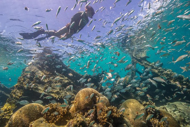 Watamu Marine Park & Sudi Island Mangrove Forest Canoe Ride.With Sea Food Lunch - Snorkeling Equipment Provided