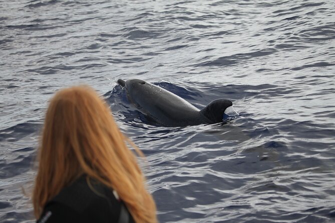 Whale and Dolphin Watching Tour - Funchal - Additional Information