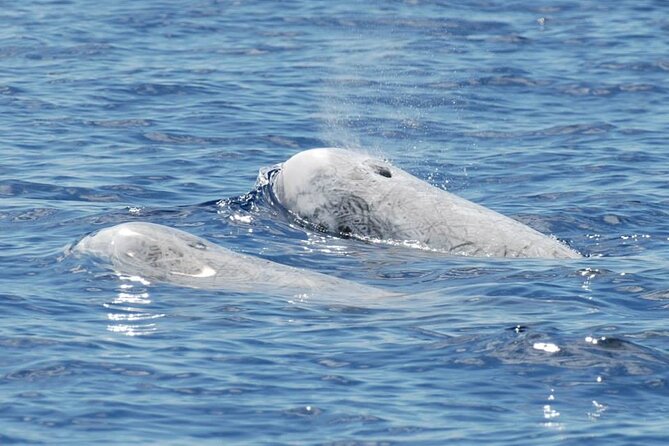 Whale and Dolphin Watching Tour on Pico Island - Tour Experience