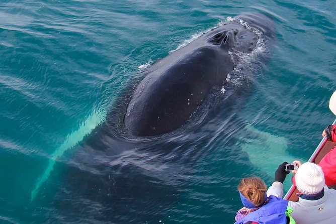 Whale Watching on Board a Traditional Oak Boat From Árskógsandur - Refreshments on the Return Journey