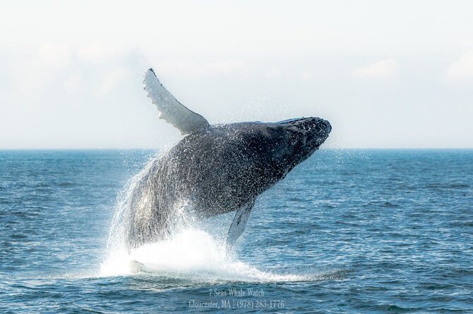 Whale Watching Trips to Stellwagen Bank Marine Sanctuary. Guaranteed Sightings! - Customer Feedback and Recommendations