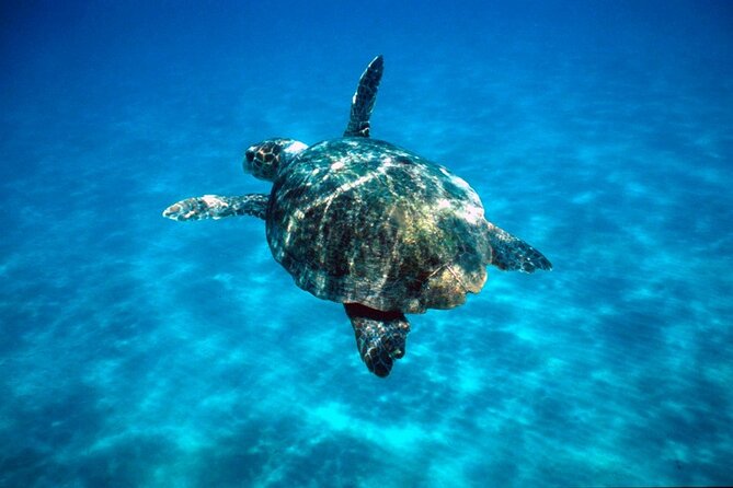 Zakynthos Marine Park With Turtles Spotting - Tour Duration and Schedule