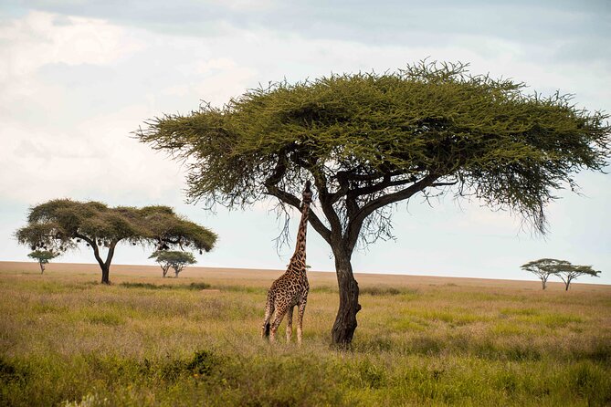 12 Days Best Of Kenya and Tanzania Safari - Luxury - Accommodation and Meals