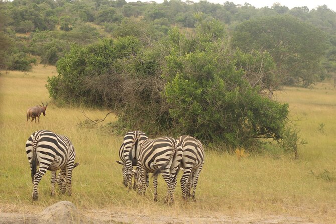 2 Day Lake Mburo National Park Wildlife Safari - Pricing and Guarantee