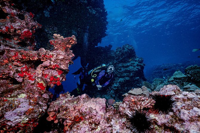 2 Tank Lanai Cathedral Scuba Dive (Boat) for Certified Divers - Wildlife and Visibility