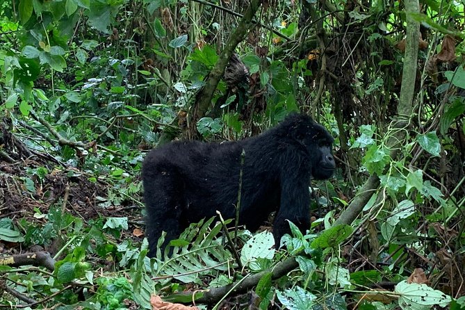 3 Day Gorilla Trek at Bwindi National Park via Kigali - Exclusions and Additional Costs