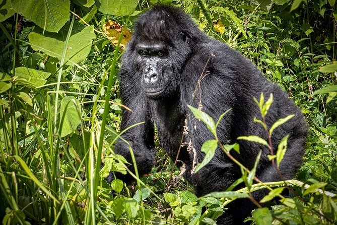 3-Day Gorilla Trekking Safari in Bwindi Impenetrable Forest - Pickup and Start Time