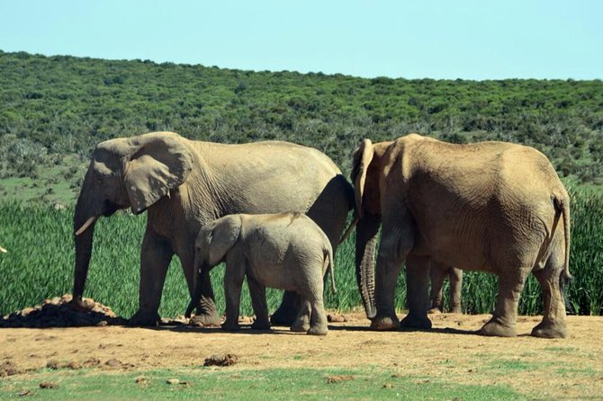 3 Day Wildlife Safari Tour - Garden Route Small Group Tour From Cape Town - Itinerary Highlights