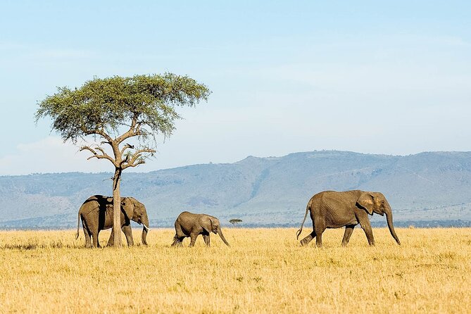 4 Days Experience Big Five in Tarangire, Serengeti & Ngorongoro Safari - Accommodation and Dining Options