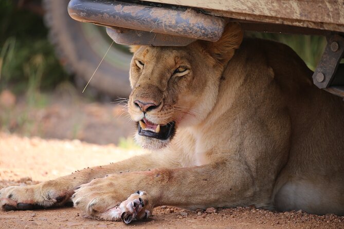 4 Days Masai Mara Lake Nakuru Jeep Safari - Booking and Cancellation