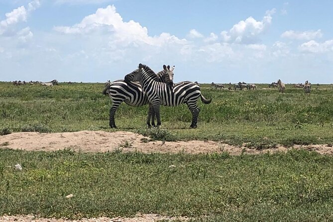 4 Days Tanzania Camping Safari - Vehicle and Equipment