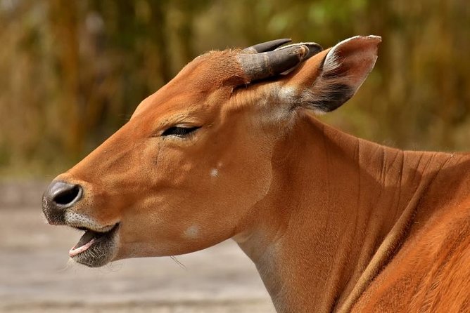 4 Days Tarangire,Serengeti & Ngorongoro Mid Range Camping Safari Tour Tanzania - Ngorongoro Crater