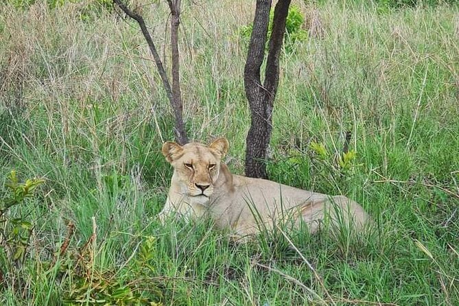 A Day Trip To Selous Fly From Zanzibar - Pickup and Drop-off