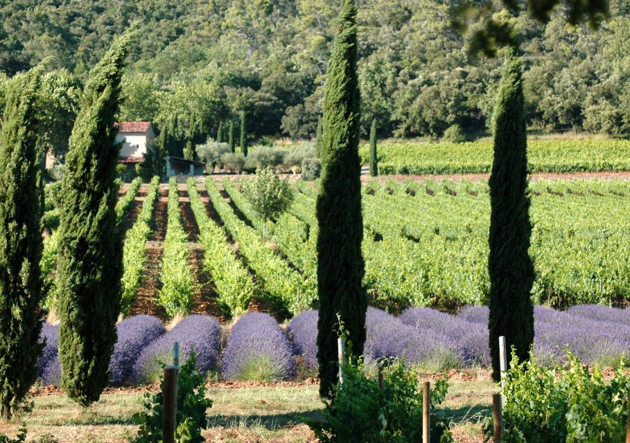 Aix-En-Provence: Full Day Private Tour With Visit & Wine Tasting - Provence Wine Production