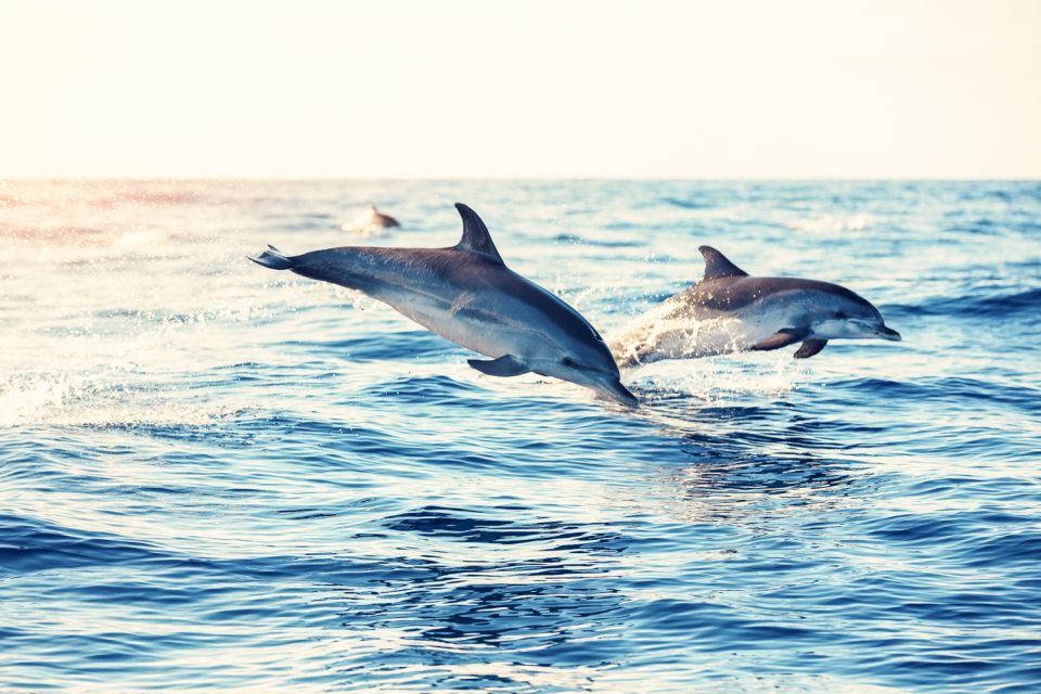 Albufeira: Benagil Caves & Dolphin Watching Speed Boat Tour - Important Information