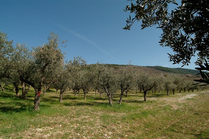 Apprentice Olive Oil Taster for a Day! - Tasting Experience