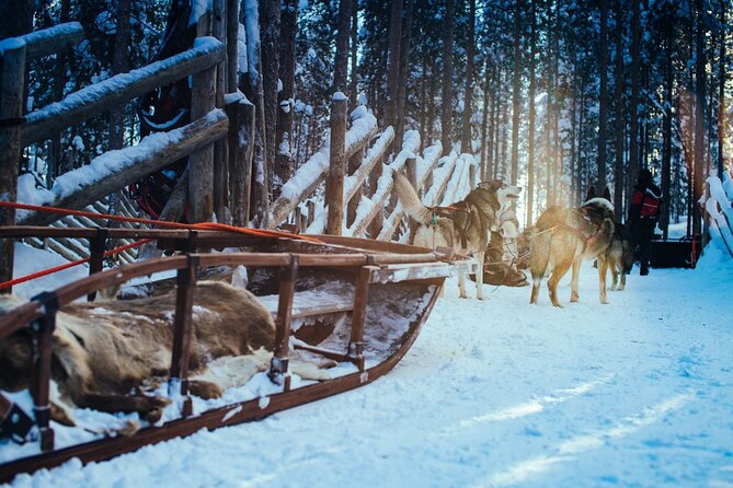 Arctic Animals Combo Safari, Reindeer and Husky Adventure - Importance of Animals in the Arctic