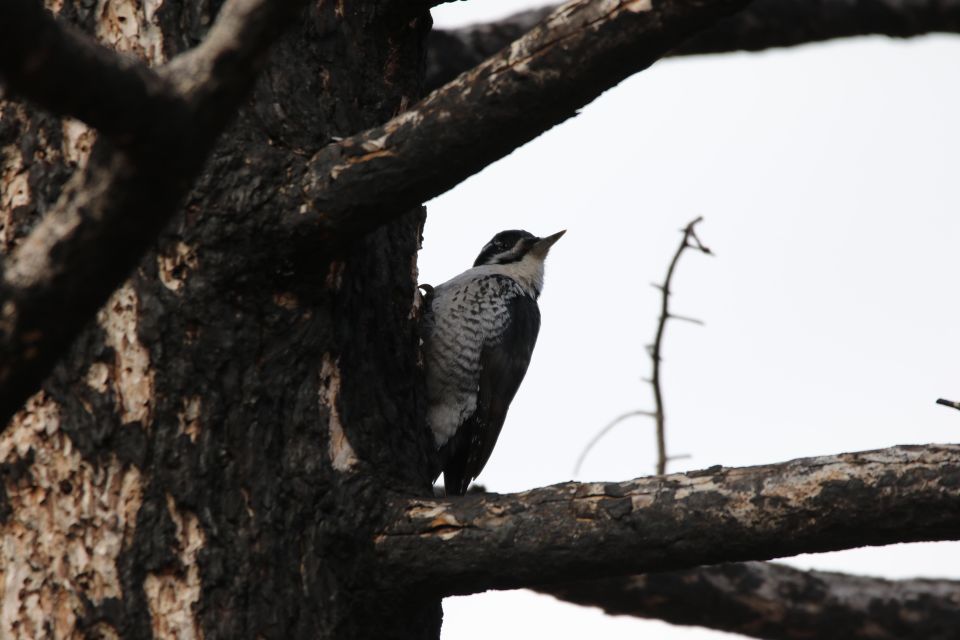 Birding Hike and Hot Spring Soak From Denver - Therapeutic Mineral Water Soak