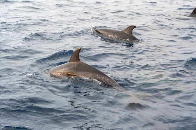 Boat Tour: Cave Tour on The North Coast - Customer Reviews