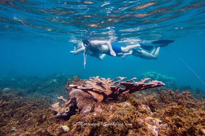 Boat Trip for Snorkeling Discovery of Corals - Pricing Information