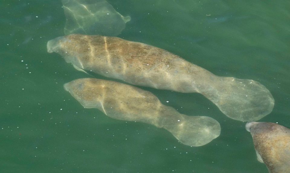 Bradenton: Anna Maria Island Guided Kayaking Manatee Tour - Manatee Spotting and Ecology