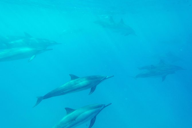 Captain Cook Snorkel On A Double-decker Catamaran With Lunch - Captivating Scenery and Marine Life