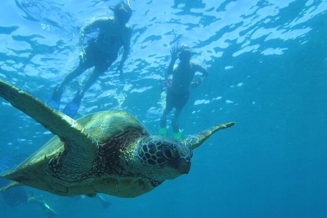 Clear Kayak and Snorkel Tour at Turtle Town, Makena - Experienced Tour Guides