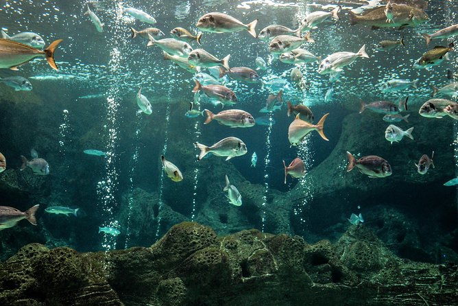 CRETAquarium Entrance Ticket in Crete - Exploring Underwater Ecosystems