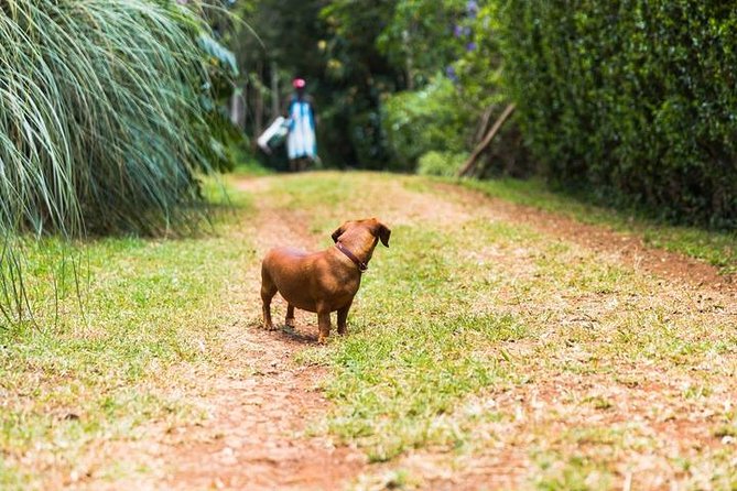 Day Tour To Kiambethu Tea Farm in Limuru - Tour Inclusions and Accessibility