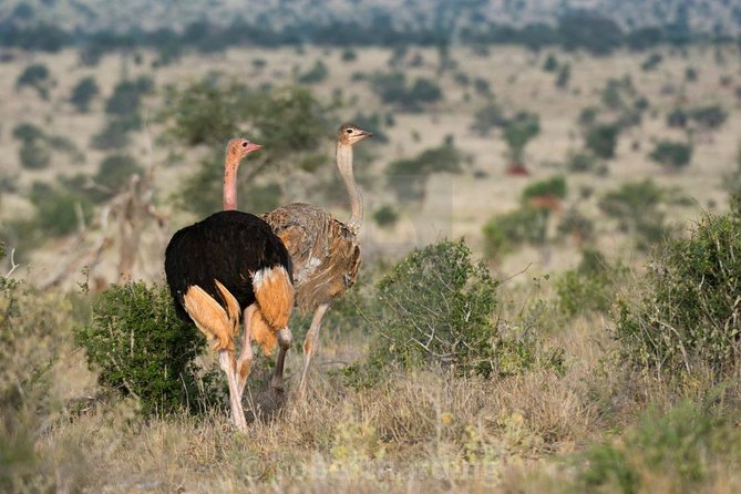 Day Trip - Tsavo East National Park ( Man Eater Lions of Tsavo & Other Big Five) - Customer Reviews