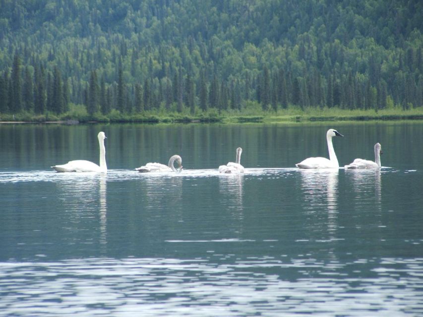 Denali State Park: 2.5 Hour Byers Lake Kayaking Tour - Knowledgeable Guides