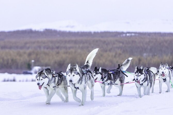 Dogsledding, Near Akureyri - Scenic Winter Wonderland