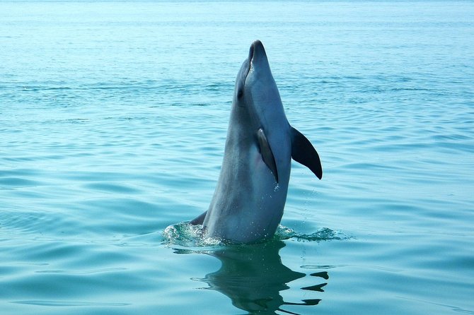 Dolphin Watching at the Arrabida (Lisbon Region) - Destination: Arrabida