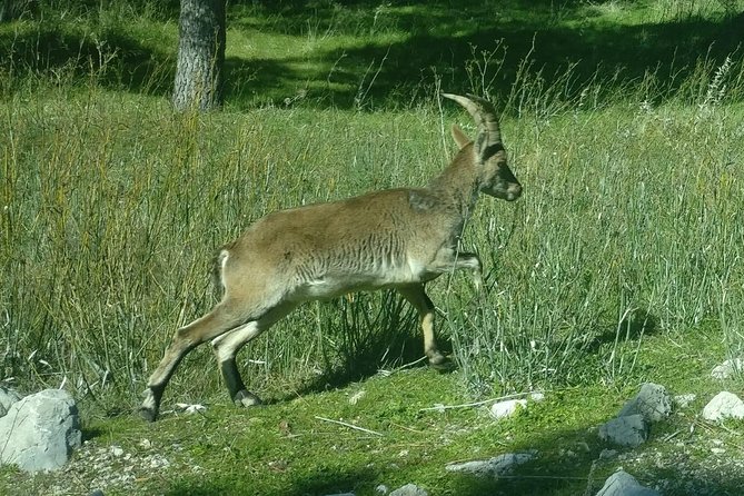 Doñana National Park and El Rocío: Private Tour From Seville - Personalized Attention From Guide