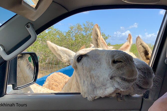 Donkey Sanctuary Tour With a Local Guide - Garden With Tortoises and Iguanas