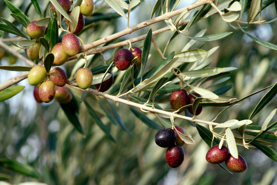 Dripping Springs: Olive Oil and Balsamic Vinegar Tasting - Frequently Asked Questions