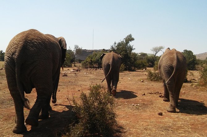 Elephant Walk Guided Half Day Tour From Johannesburg - Cradle of Humankind