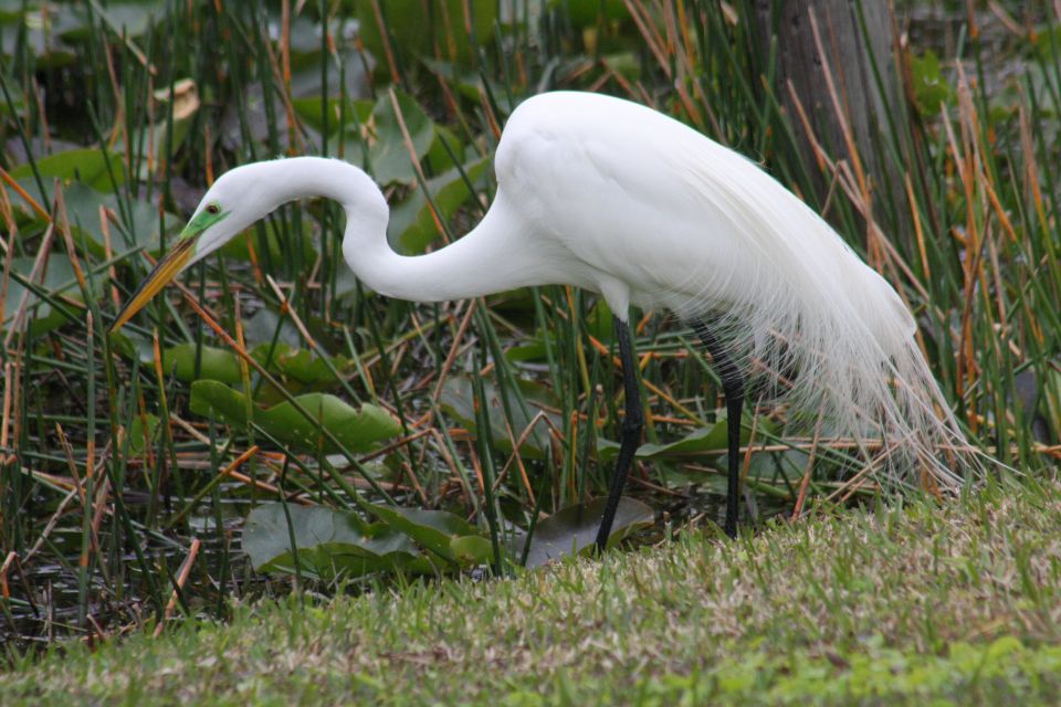 Everglades Day Safari From Sanibel, Fort Myers & Naples - Guided Nature Walk