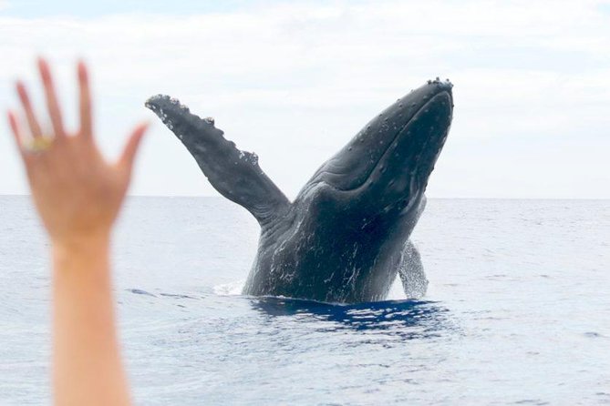 Eye-Level Whale Watching Eco-Raft Tour From Lahaina, Maui - Guided Narration and Onboard Features