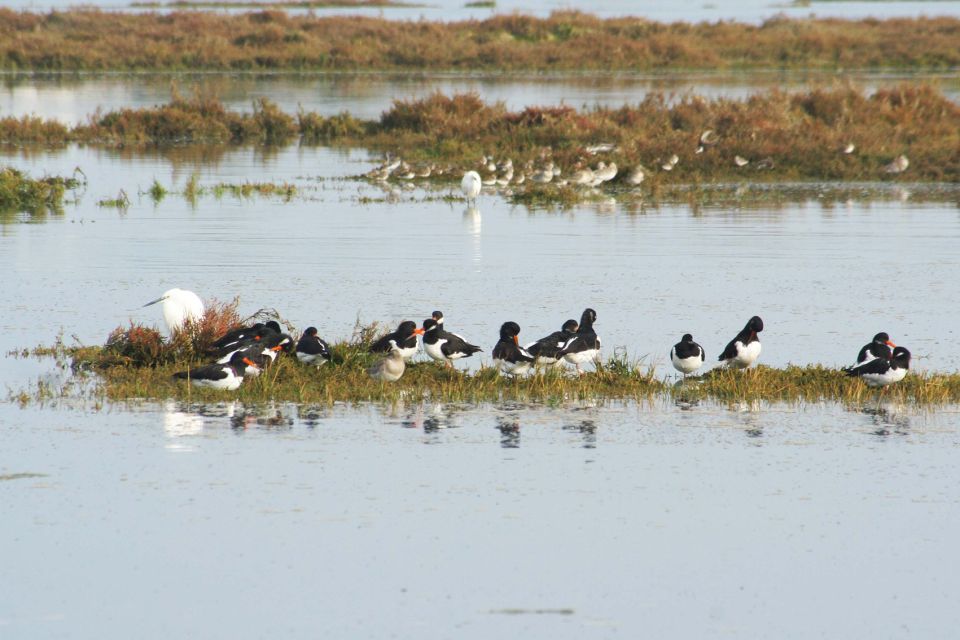 Faro: Eco-Friendly Ria Formosa Bird Watching in Solar Boat - Customer Reviews and Ratings